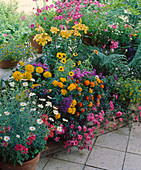 Terrace with summer flowers