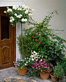 Rose 'Schneewittchen', convolvulus, chrysanthemum