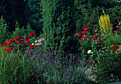 Lavandula with red shrub roses and mullein