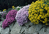 Rock garden with Aubrieta, Phlox Alyssum, Blue Cushion, Flame Flower, Rock Weed