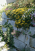 Mauer aus Granitblöcken BEPFLANZT mit STAUDEN