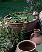 Water garden in terracotta pot