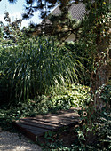 Path made of wooden boards, Miscanthus sinensis