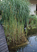 Typha latifolia in Betoncontainer im Teich