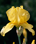 Iris barbata elatior