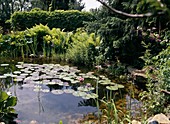 Pond with water feature