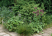 Schattenbereich im Garten mit Buxus