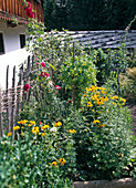 Flowers in a cottage garden