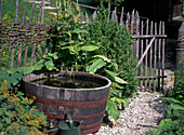 Farm garden with wooden barrel