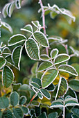 Shrub rose 'Centenaire de Lourdes'