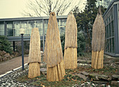 Reed mat as winter protection for sensitive plants