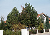 Front garden with black pine, beech, forsythia