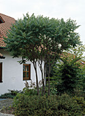 Vorgarten mit RHUS typhina (Essigbaum)