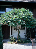 Vinegar tree between two terraced house entrances