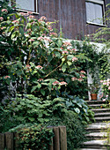 Row house front garden: Hydrangea aspera, Hosta, Kirengeshoma, Cymbalaria muralis