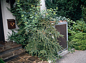 Müllcontainer mit Cotoneaster, Efeu