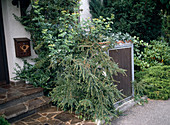 Dumpster with cotoneaster, ivy