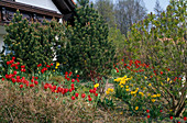 Rote und gelbe Triumph-Tulpen