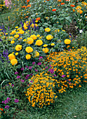 Tagetes tenuifolia, Tagetes erecta 'Inca'