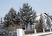 Pinus nigra Austriaca