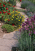 Curved path with perennials