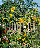 Gartenansicht mit altem Zaun