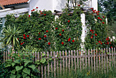 Pergola overgrown with wild vine and red climbing roses