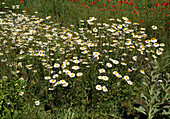 Chrysanthemum leucanthemum