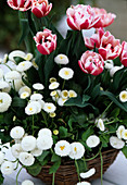 Tulipa 'Wirosa' (Tulpen) und Bellis (Tausendschön)