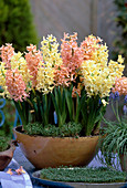 Bowl of Hyacinthus orientalis 'Gipsy Princess' yellow, 'Gipsy Queen'