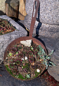 Rostige Eisenpfanne als Minigarten mit Sempervivum