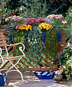 Gentiana, Sedum, Lysimachia, Herbstchrysanthemen, Hedera, Helichrysum