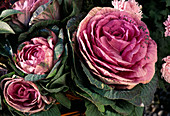 Brassica oleracea (ornamental cabbage)