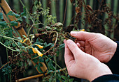 Samenernte an Eccremocarpus schönranke Samenernte