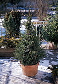 Taxus baccata