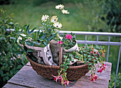 Balcony planting in spring