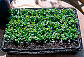 Feldsalat aussäen und in Balkonkasten einpflanzen