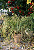 Cortaderia sellowiana 'Variegata' (Buntblättriges Pampasgras)