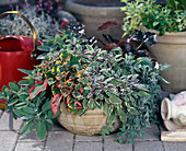 Bowl with foliage plants: Houttuynia cordata 'Chameleon'