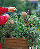 Herbs need to flower before