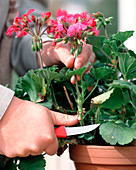 Stecklingsvermehrung von Pelargonium zonale