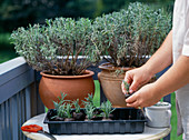 Lavender cuttings in peat spring