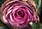 Brassica oleracea, ornamental cabbage