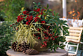 Skimmia, Carex, Pernettya (sphagnum myrtle), Helleborus (Christmas rose)