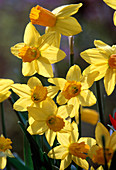 Narcissus 'Jetfire' - Cyclamineus daffodil