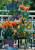 Frühlingsbalkon mit Tulipa 'Princess Irene', Tulipa clusiana