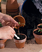 Piquing vegetable seedlings