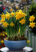 Narcissus hybrids