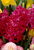 Hyacinthus orientalis