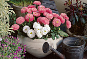 Bellis perennis